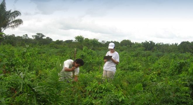 O monitoramento ecológico da restauração é feito periodicamente para garantir o sucesso. Na foto, a técnica usada foi regeneração natural assistida