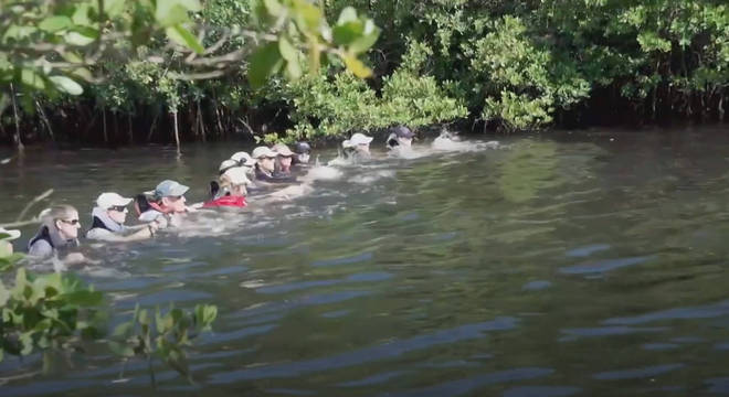 Voluntários se juntam para fazer resgate de golfinhos em um canal