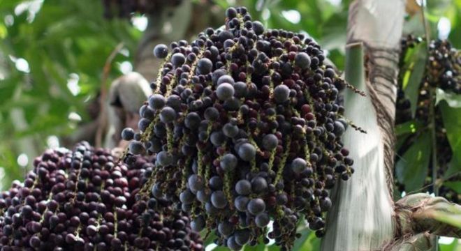 O nome do açaí vem do Tupi: significa "fruta que chora" e está ligado a uma lenda local sobre a origem da fruta