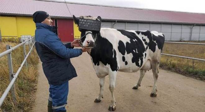 Os óculos foram adaptados especialmente para as dimensões das cabeças das vacas