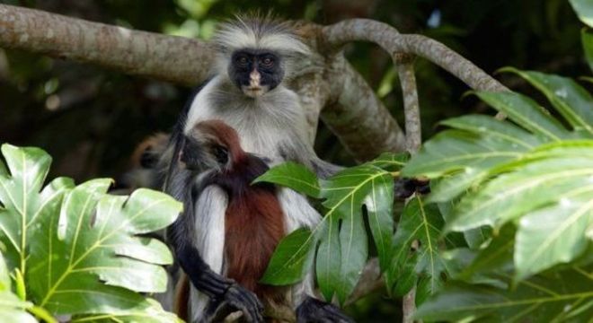 O colobus vermelho de Zanzibar é um dos parentes mais próximos do desaparecido colobus vermelho de Miss Waldron