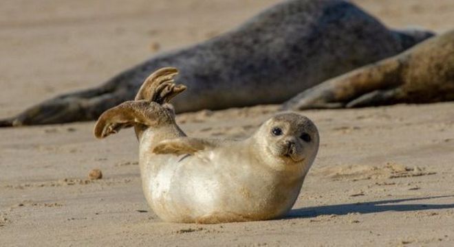 Focas não muito diferentes desta costumavam viver no Caribe