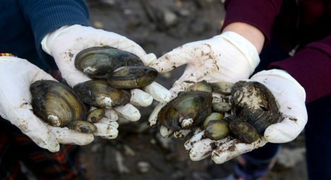 Mexilhões de rios, como estes da República Tcheca, vivem sob ameaça