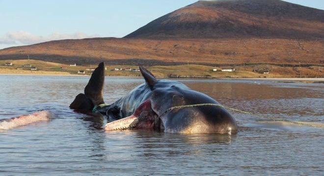 Redes de pesca e copos de plástico estavam entre os resíduos achados no estômago da baleia