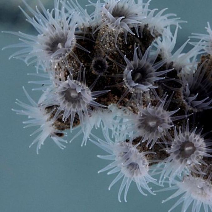 Epizoanthus martinsae vive em corais negros em profundidades de quase 400 metros