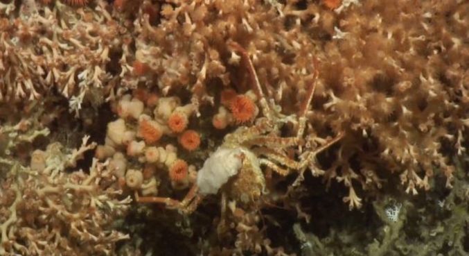 Corais são os alicerces das cidades das profundezas, fornecendo abrigo e alimento para diversas espécies