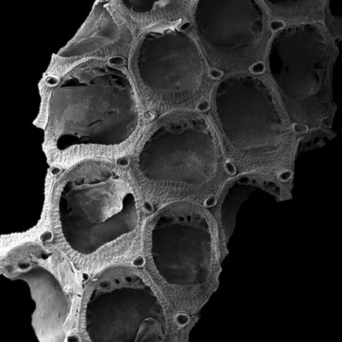 A Antropora gemarita se alimenta de partículas de comida suspensas na água