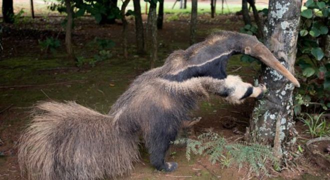 O tamanduá empalhado que fica no centro de visitantes da reserva natural brasileira