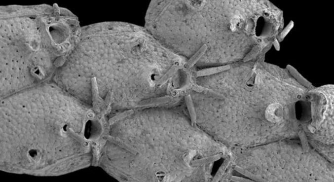 Um briozoário chamado Microporella funbio foi descoberto em um vulcão submarino de lama na costa espanhola