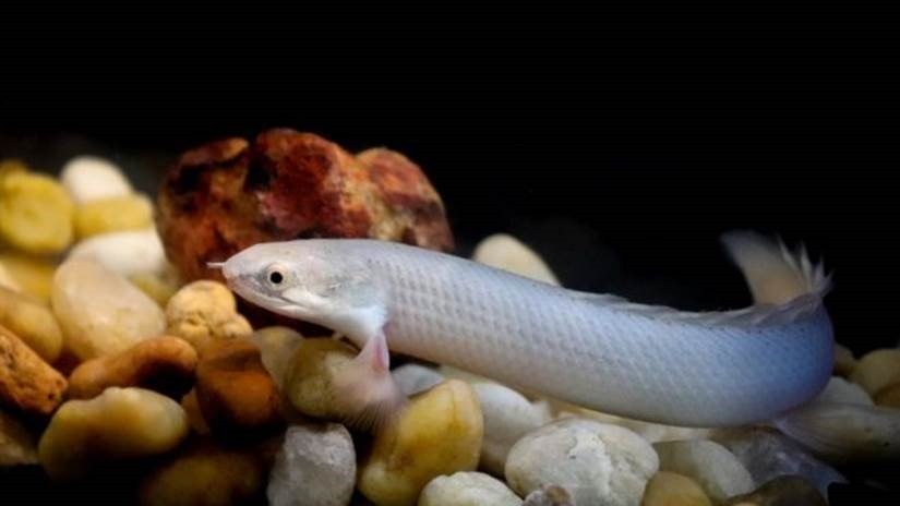 Pesquisa iniciada em 2015 descobre que característica foi herdada de peixes como o 'Polypterus senegalus' 