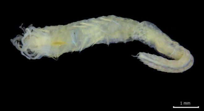 O verme foi encontrado durante uma pesquisa realizada em uma área protegida das Ilhas Shetland 