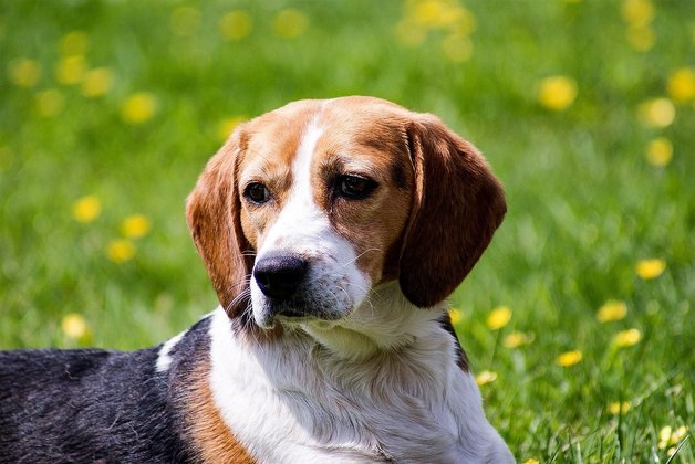 Beagle - Originário do Reino Unido. O macho tem de 36 a 41 cm; a fêmea, de 33 a 38 cm. Vive de 12 a 15 anos. 