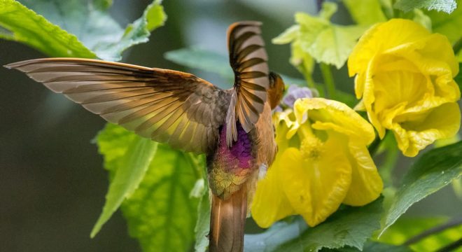 Beija-flor - características e curiosidades sobre o menor pássaro do mundo