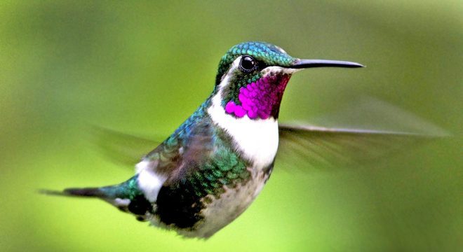 Beija-flor - características e curiosidades sobre o menor pássaro do mundo