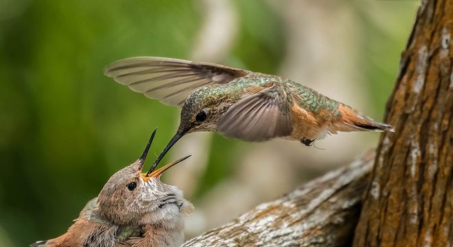 Beija-flor - características e curiosidades sobre o menor pássaro do mundo