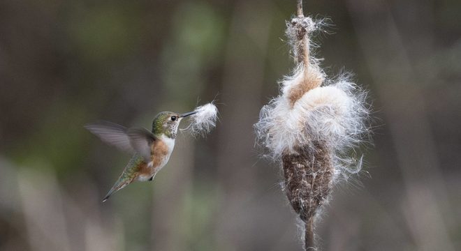 Beija-flor - características e curiosidades sobre o menor pássaro do mundo