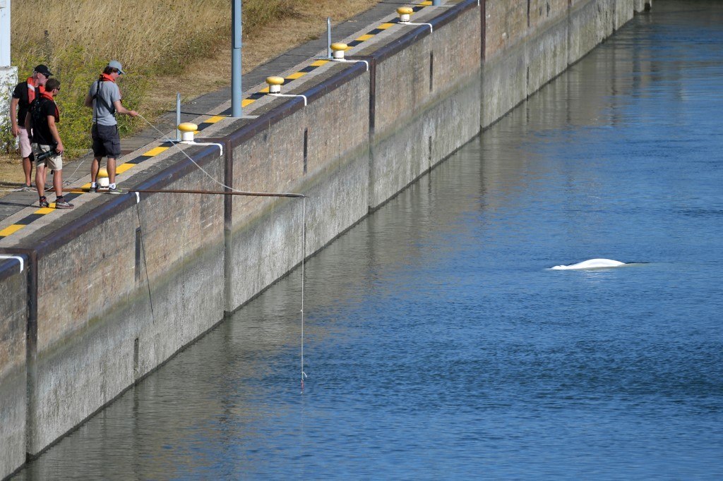 Beluga retirada do rio Sena morre durante tentativa de resgate