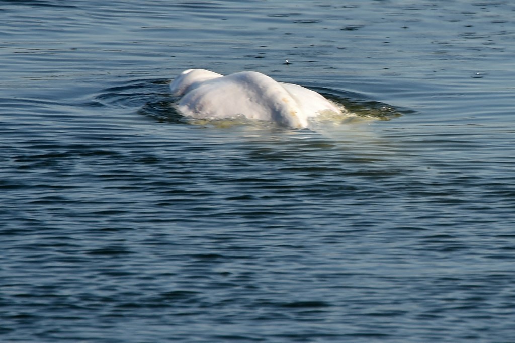 Baleia beluga que se perdeu no rio Sena morre por eutanásia