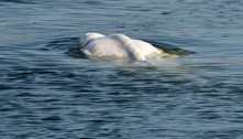 França prepara resgate delicado de beluga encontrada no rio Sena