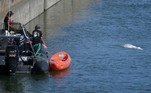 Desde sexta-feira, ela permanece entre duas eclusas a cerca de 70 km ao norte da capital francesa, Paris. Autoridades consideram transportar o animal do rio para o mar para tentar salvar sua vida