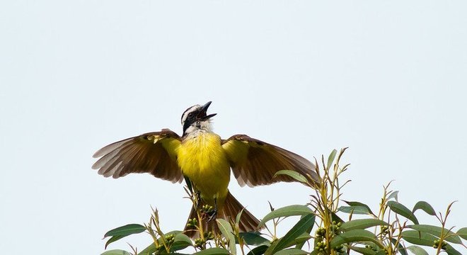 Bem-te-vi, uma das espécies presentes na capital paulista