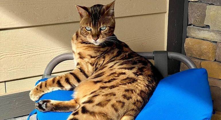 Bengal