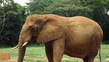Museu ficará com corpo da elefanta Beré, morta no zoológico de BH