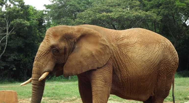 A elefanta Beré, que tinha 46 anos, morreu na última semana
