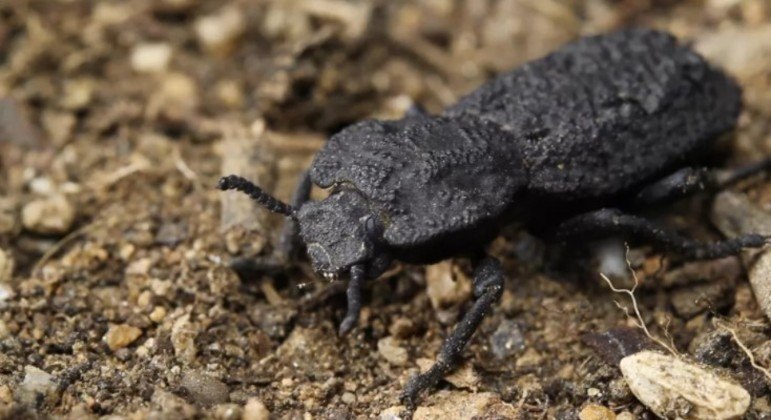 Você não conseguirá matar esse besouro pisando em cima dele