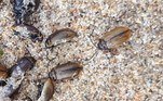Algumas especulações indicam que tratam-se de besouros Lochmaea suturalisVEJA ISSO: Trabalhador fica 7h imóvel de cueca após achar cobra dentro das calças