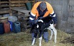O animal, que ainda não tem um nome definido, nasceu com policefalia, condição fisiológica que faz com que o ser vivo tenha mais de uma cabeça