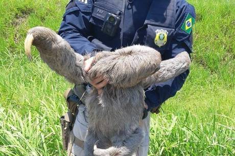 Bicho-preguiça resgatado em rodovia