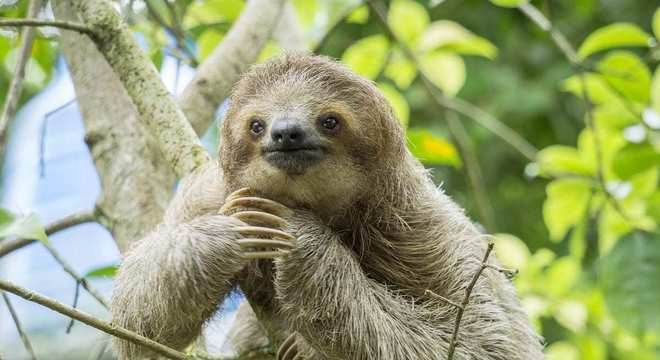 Bicho-preguiça - características das espécies e curiosidades