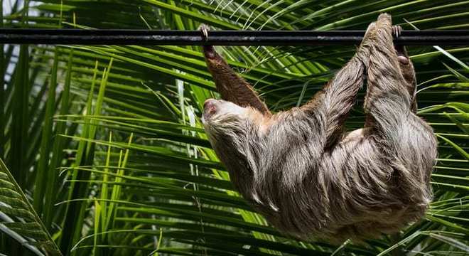 Bicho-preguiça - características das espécies e curiosidades