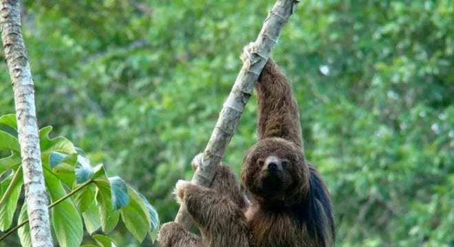 Bicho-preguiça - características das espécies e curiosidades