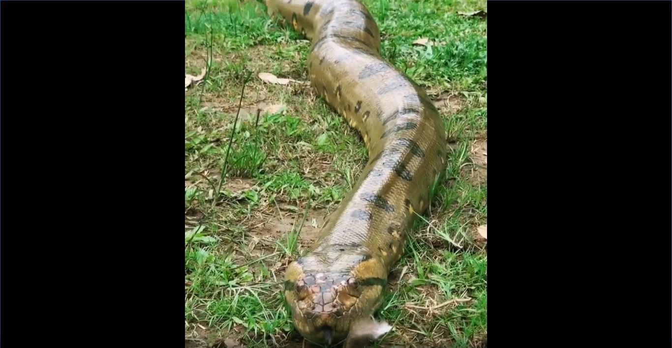 Bicho Preguica Pisa Na Cabeca De Anaconda Enorme E Sobrevive Fotos R7 Hora 7