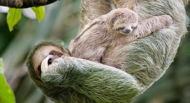 Os filhotes de preguiça precisam mamar constantemente, porque a mãe produz apenas pequenas quantidades de leite de cada vez