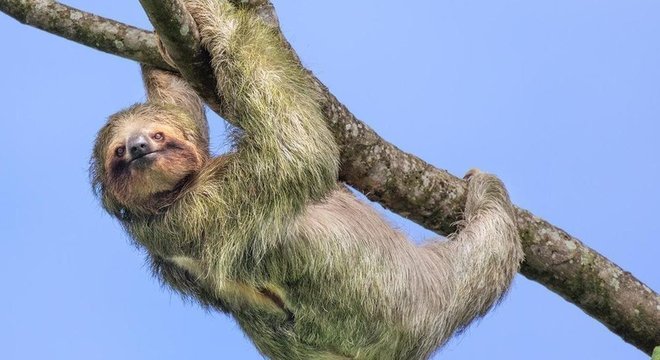 O estilo de vida das preguiças permite que economizem energia