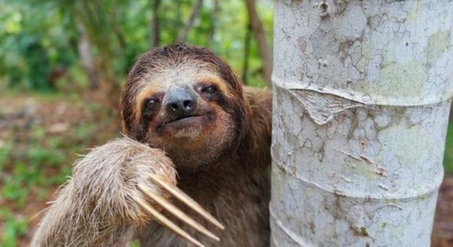 Preguiças passam a maior parte de suas vidas em árvores, longe de predadores da floresta tropical