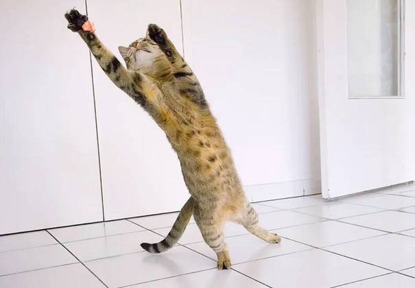 “Bidule como goleiro”: Como um gato! Olha como o bichinho se estica todo para pegar uma bolinha de papel.