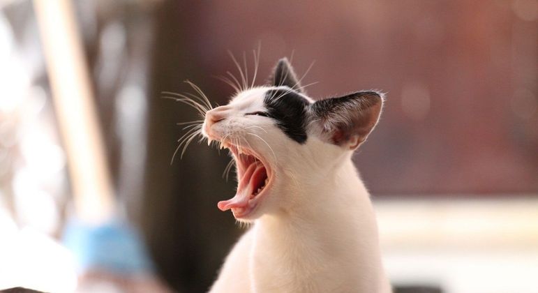 Bigode de gato, o que é? Função, cuidados e curiosidades