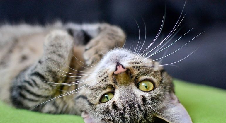 Bigode de gato, o que é? Função, cuidados e curiosidades