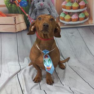 Bingo, cão de Claudio Severino
