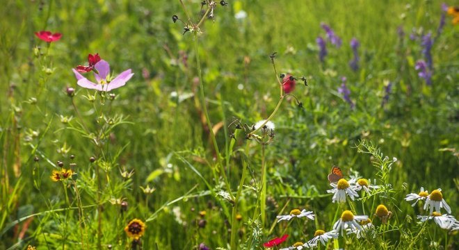 Devemos agradecer aos vírus pela biodiversidade do planeta