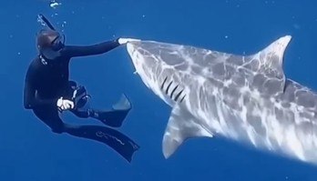 Bióloga ensina a repelir tubarões: 'Situação rara, mas pode acontecer'  (Reprodução/Instagram/Andriana Marie)