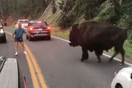 Homem E Preso Por Provocar Bisao Em Yellowstone Nos Eua Noticias R7 Internacional