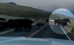 Um bisão ativou o modo full pistola para cima de um rival e o fez decolar de uma estrada que corta o Parque Nacional de Yellowstone, nos EUA