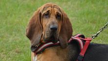 Bloodhound: conheça a raça que inspirou Walt Disney a criar o 'Pluto', amigão do Mickey 