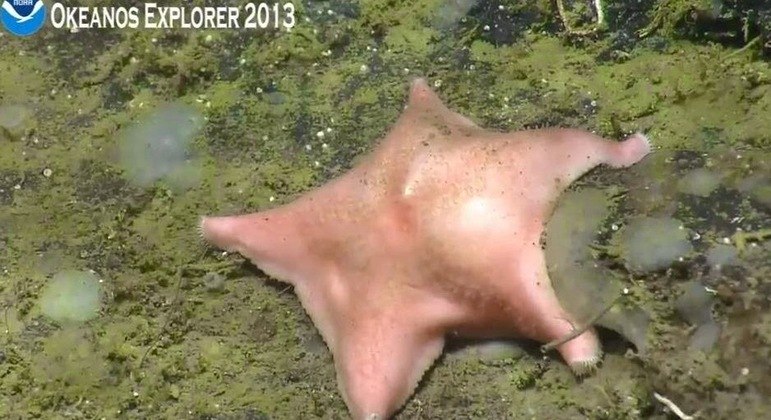 Cinzas do criador de Bob Esponja são jogadas no mar - Estrelando