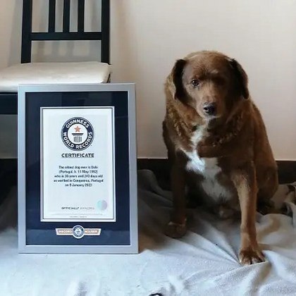 Bobi tem 31 anos e é o cachorro mais velho do mundo
